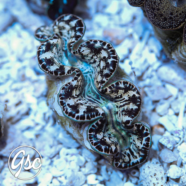 GSC Black & Cream Maxima Clam – WYSIWYG (1.5"-2")