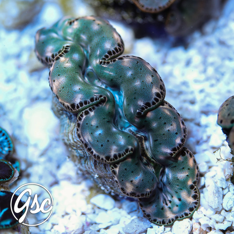 GSC Seafoam Maxima Clam (1.5"-2")