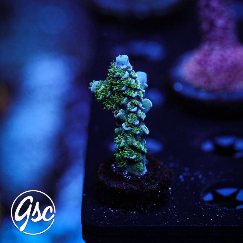 GSC Blues Clues Acro #2 (Tenuis)