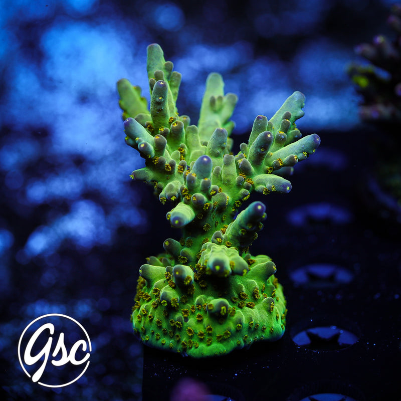 Defugiums Morning Star Acro Mini Colony
