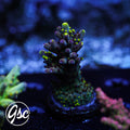 RR Robinhood Acro #1 (Grafted)