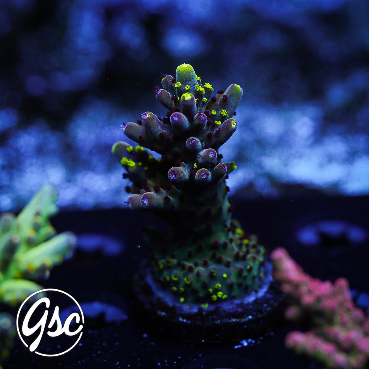 RR Robinhood Acro #1 (Grafted)
