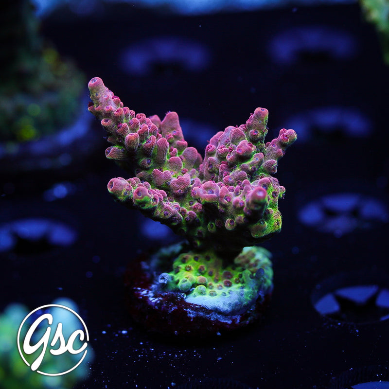 CB Maleficent Acro #1
