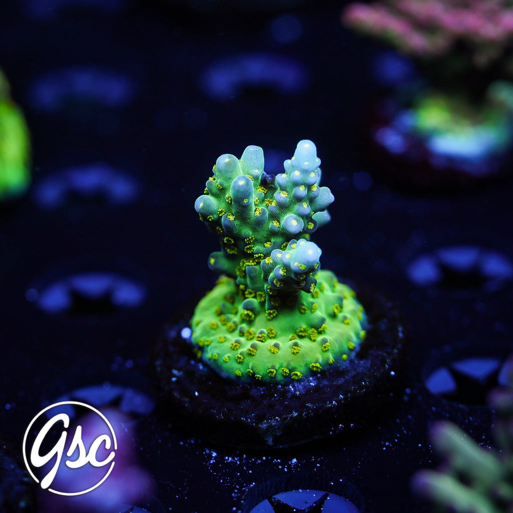 Defugiums Morning Star Acro #1