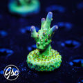LRO Buzz Lightyear Acro #1