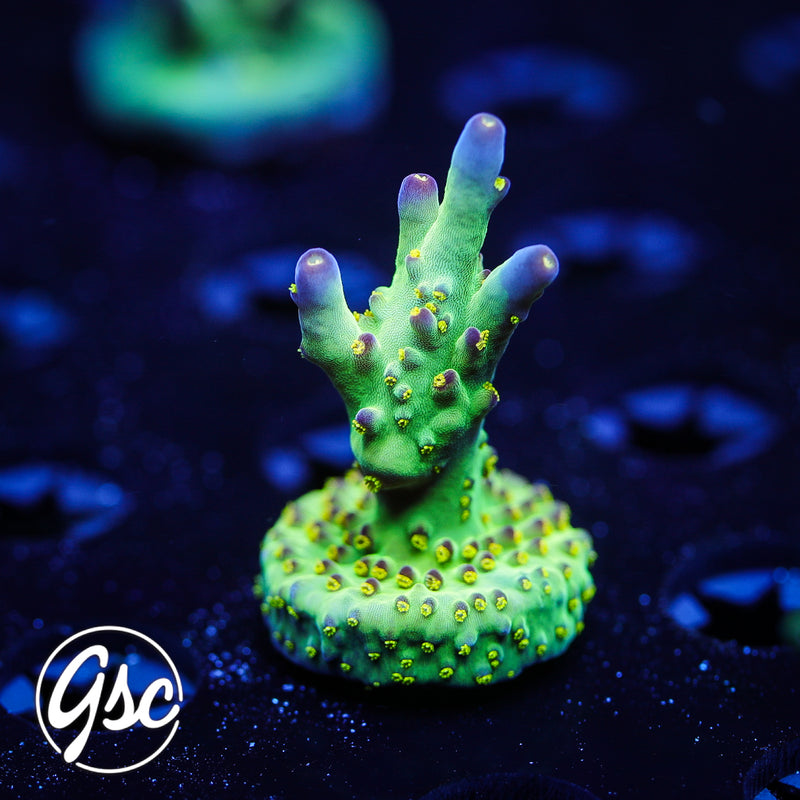 LRO Buzz Lightyear Acro #1