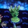 Gregs Unicorn Acro #1 Chunky