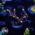 JF Flame Fox Acro #1