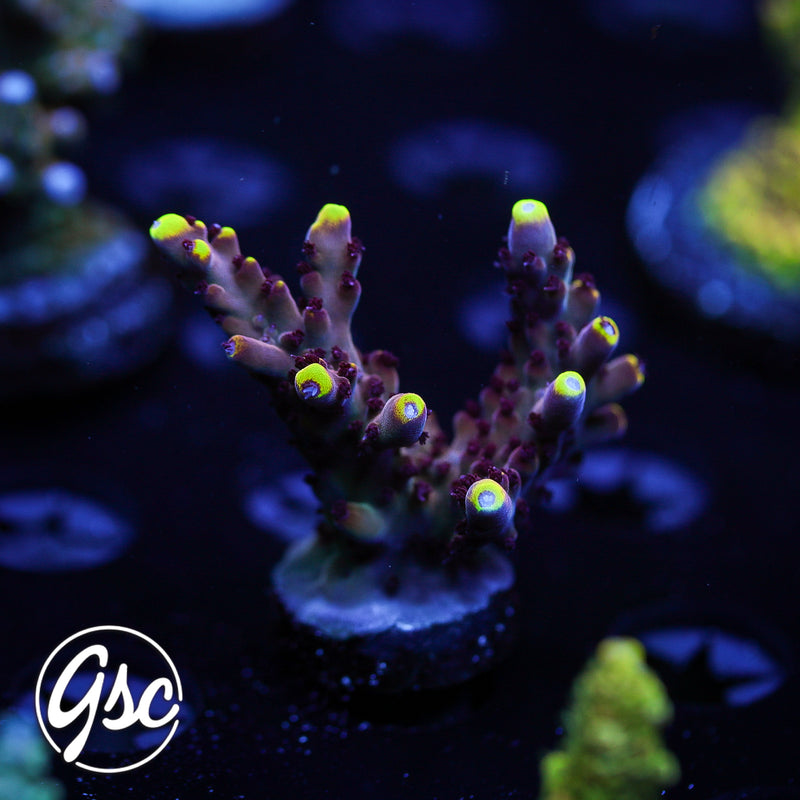 JF Flame Fox Acro #1