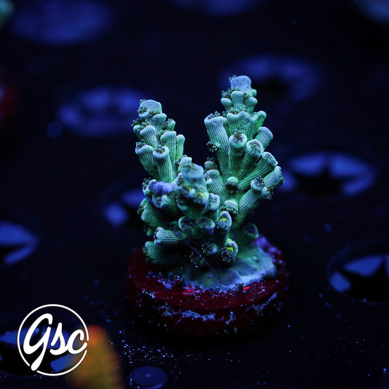 JF Sunday Driver Acro #1 (Tenuis)