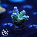 GSC Blues Clues Acro #1 (Tenuis)