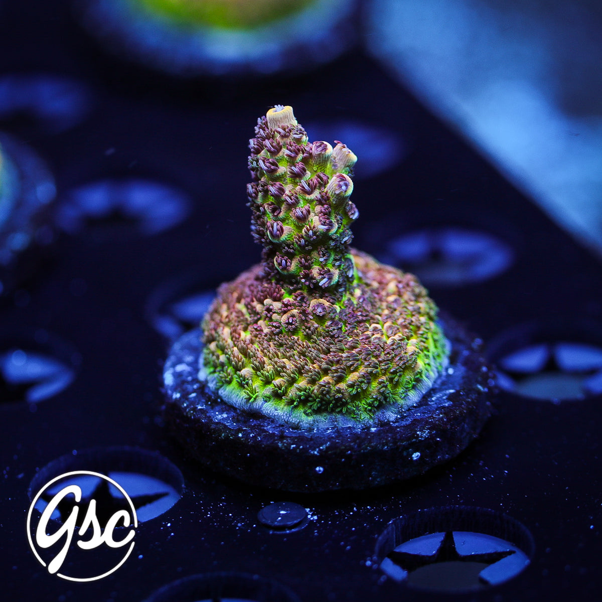 TGC Mercury Rising Acro #1 (Prostrata)