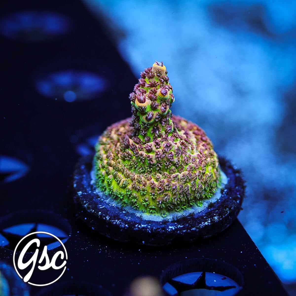 TGC Mercury Rising Acro #2 (Prostrata)
