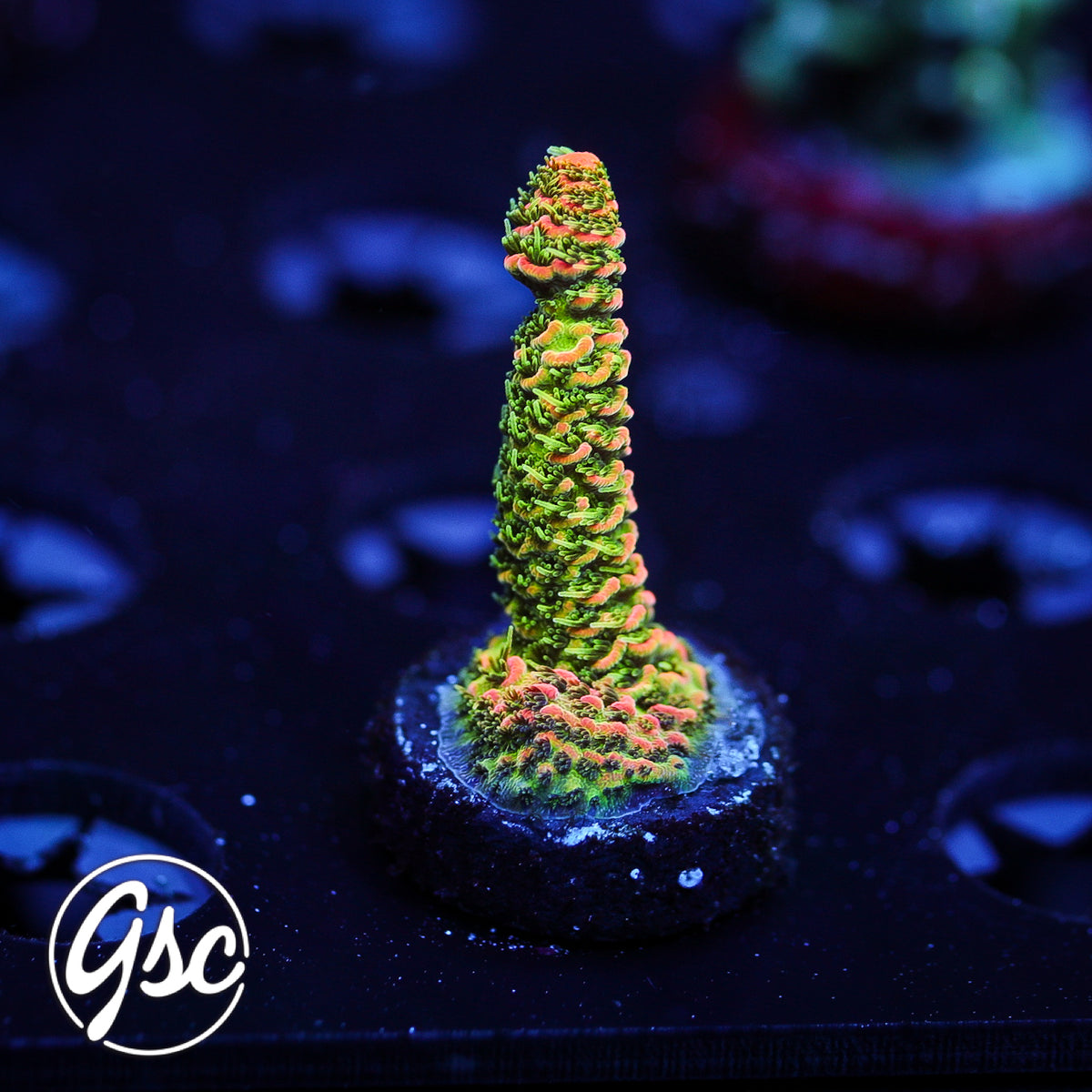 ASD Rainbow Millie Acro #1