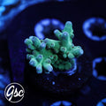 WWC White Walker Acro #1