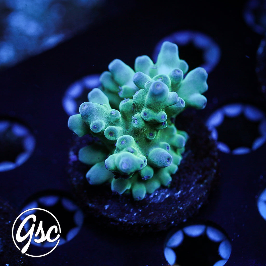 WWC White Walker Acro #2
