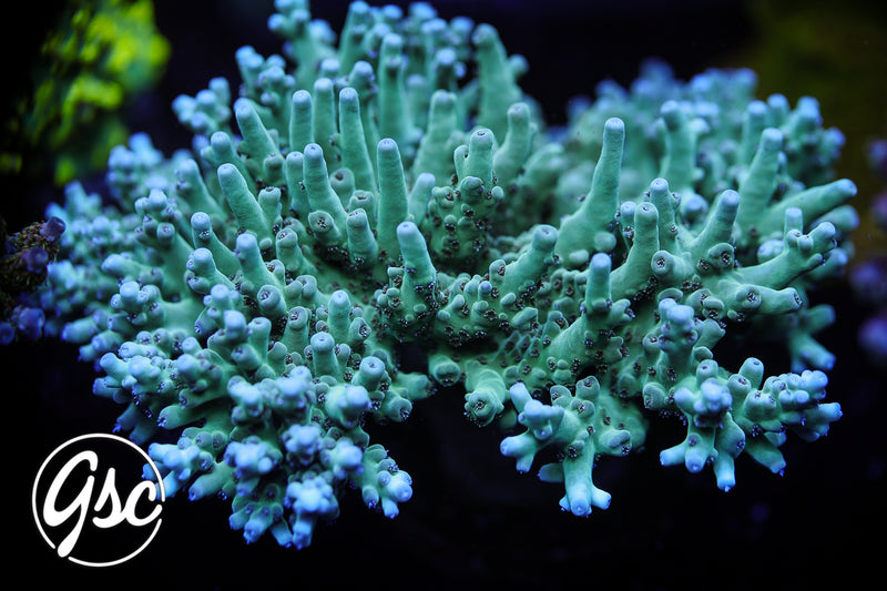WWC White Walker Acro #2