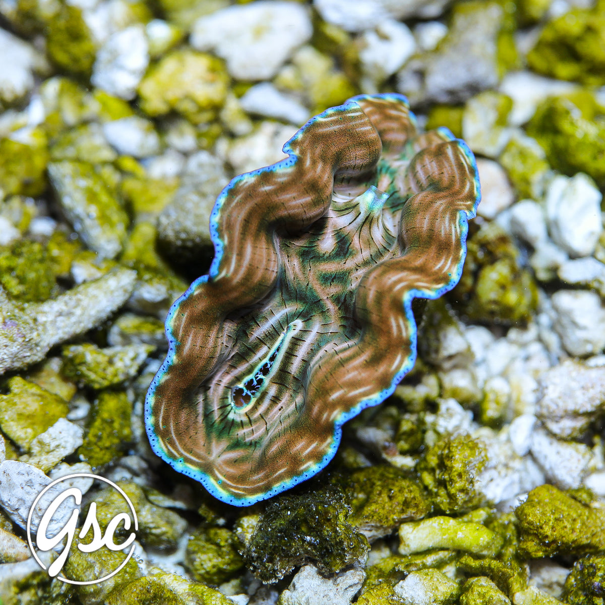 GSC Blue Rim Derasa Clam – WYSIWYG (2")