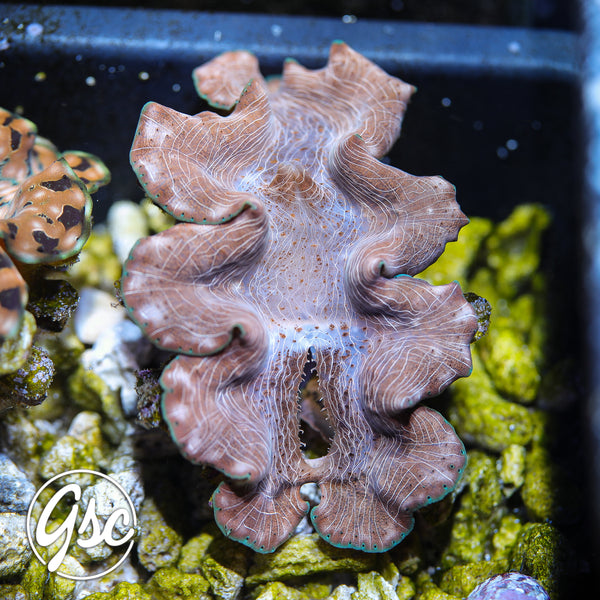 GSC Red Sea Squamosina Clam – WYSIWYG (3.5"-4")