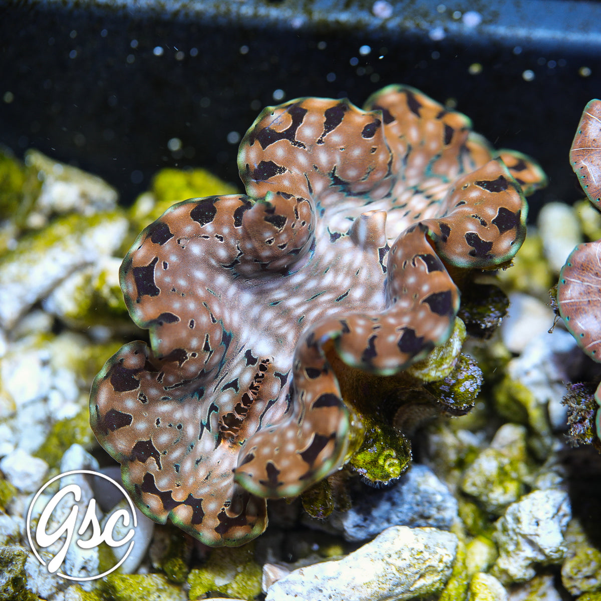 GSC Gold Leopard Squamosa Clam – WYSIWYG (3.5"-4")
