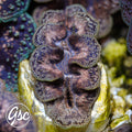 GSC Ningaloo Noae Clam #1 – WYSIWYG