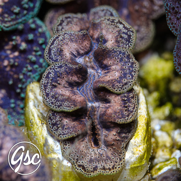GSC Ningaloo Noae Clam #1 – WYSIWYG
