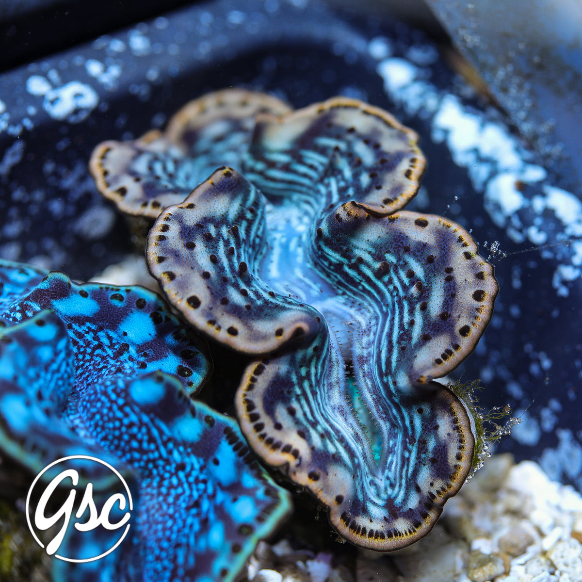 GSC Red Sea Maxima Clam – WYSIWYG (3")