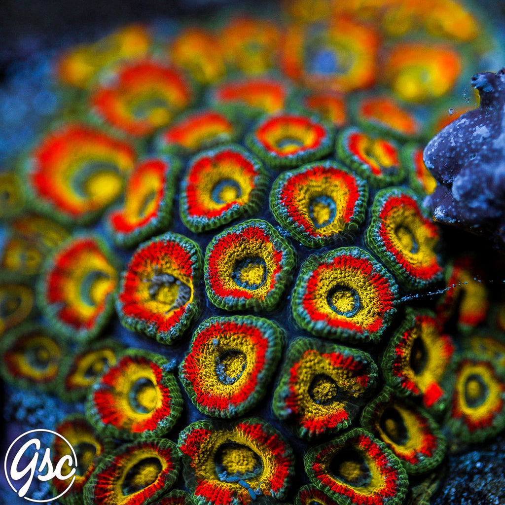 F2M Holy Grail Micromussa #1 Chunky