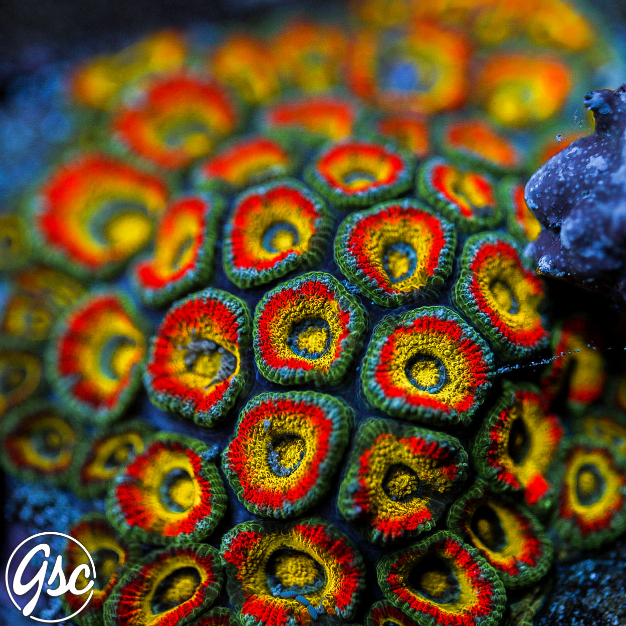 F2M Holy Grail Micromussa #2 Chunky