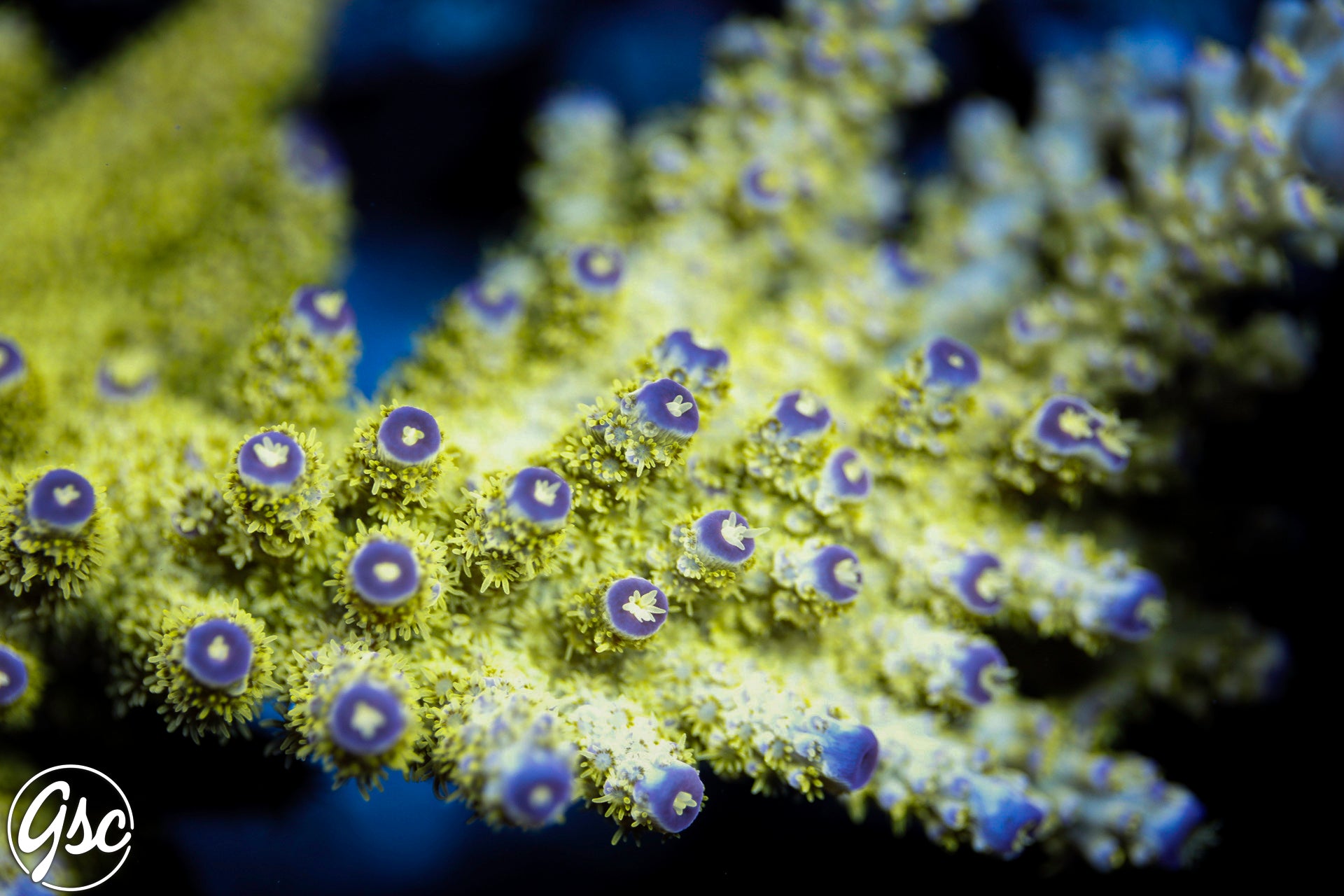 GSC Broly Acro – Golden State Corals