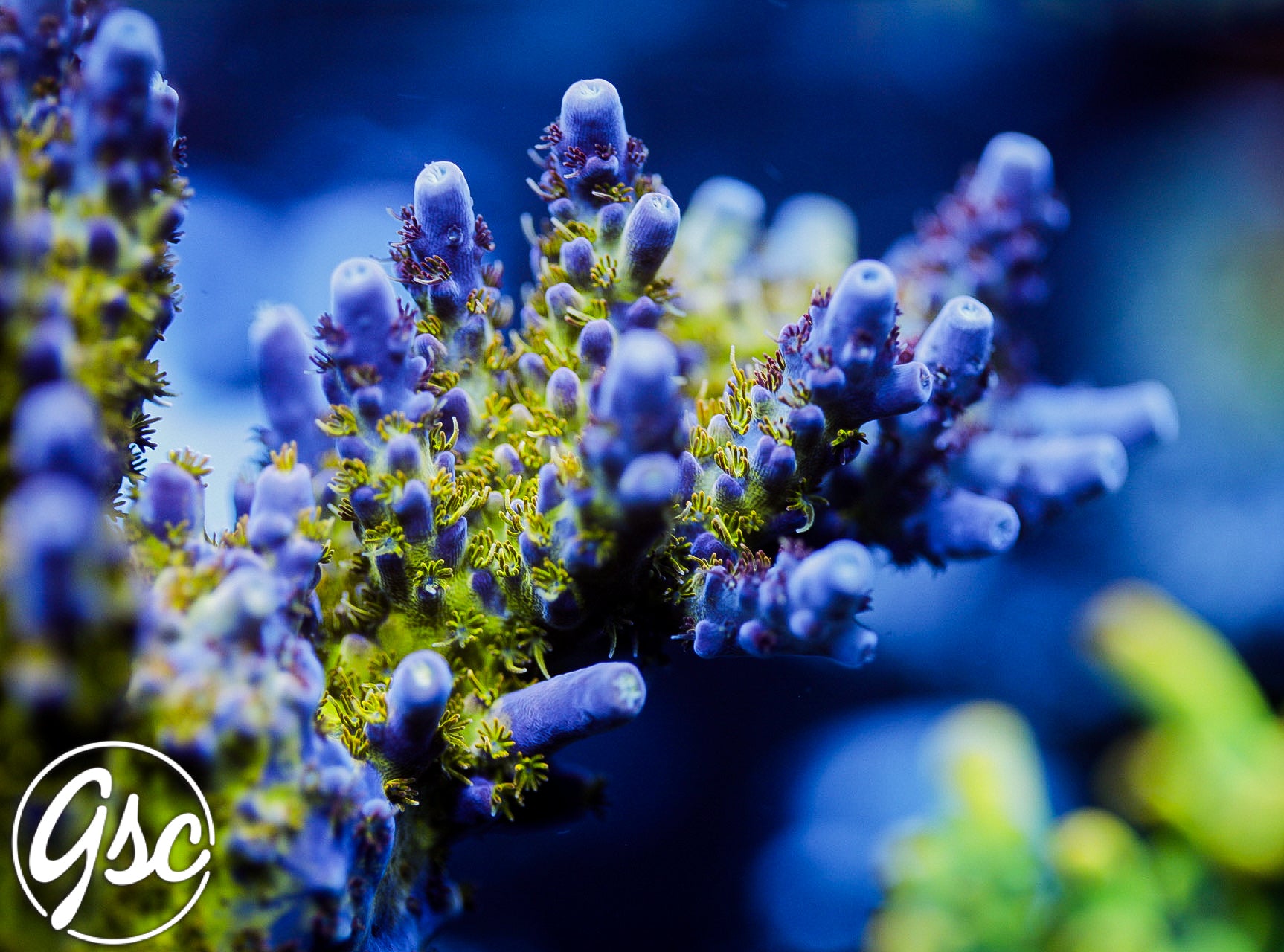 GSC Sonic Boom Acro #2 (Re-Release)