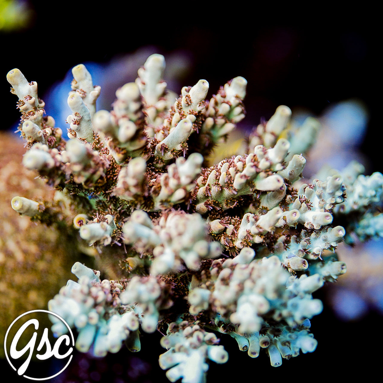 Gregs Unicorn Acro #4