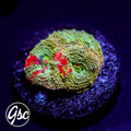 GSC Master Bowerbanki (RARE - New Release - Yellow Morph)