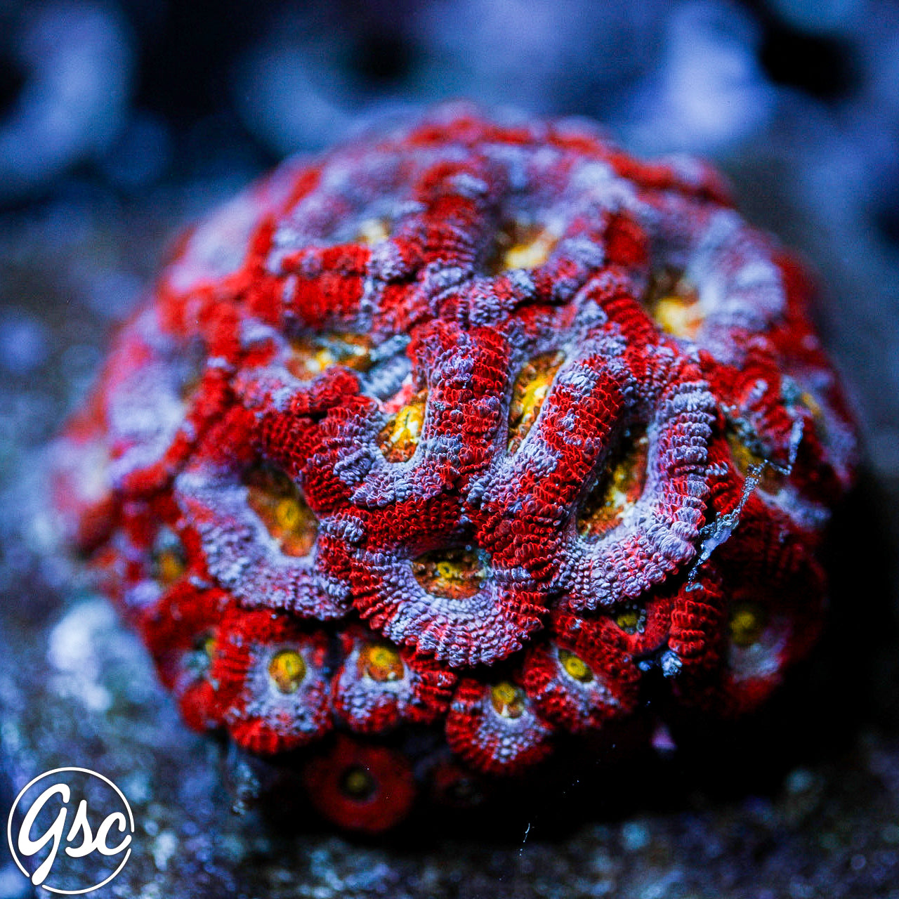 GSC Vision Micromussa #2 (Re-Release)