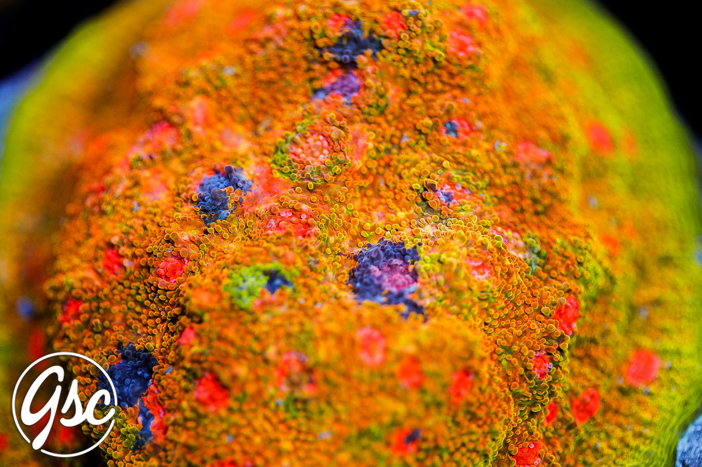 GSC OG Mummy Eye Chalice #2