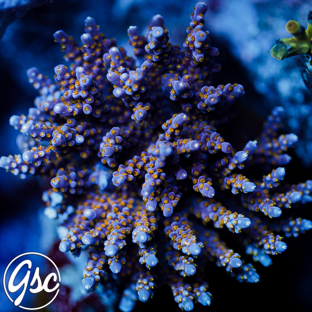 R66 Merlins Staff Acro #1