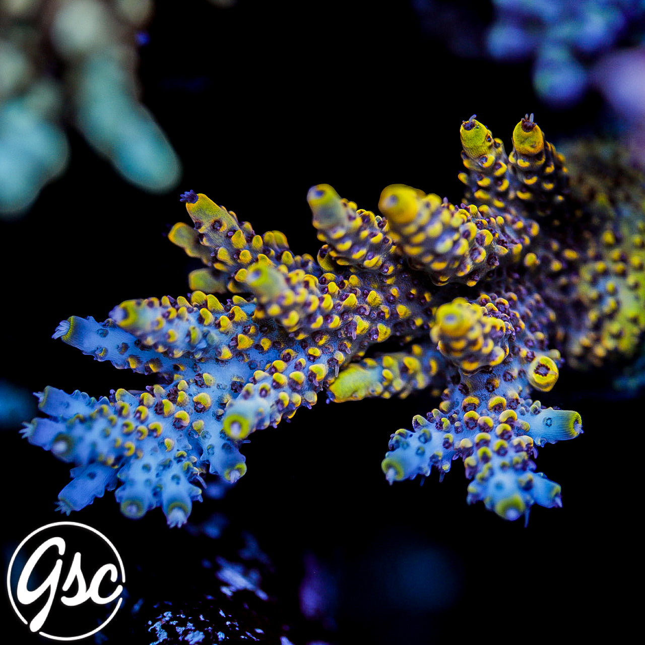 Z's Blue Floyd Acro #1