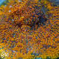 CC Cloudberries Chalice