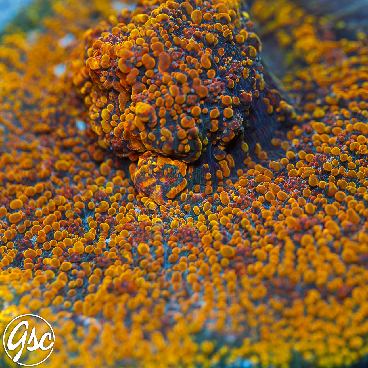 CC Cloudberries Chalice