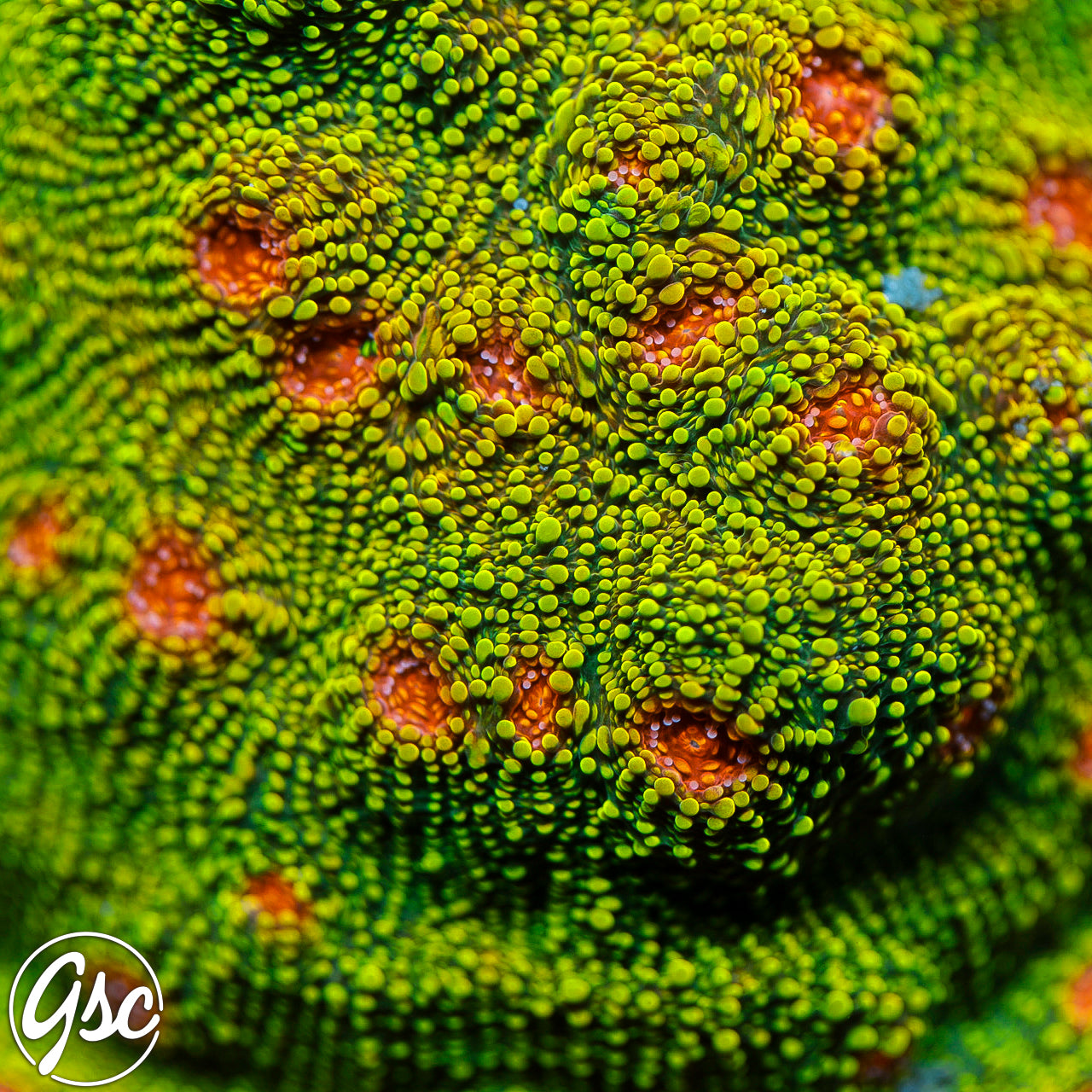 Tyree Bubblegum Monster Chalice