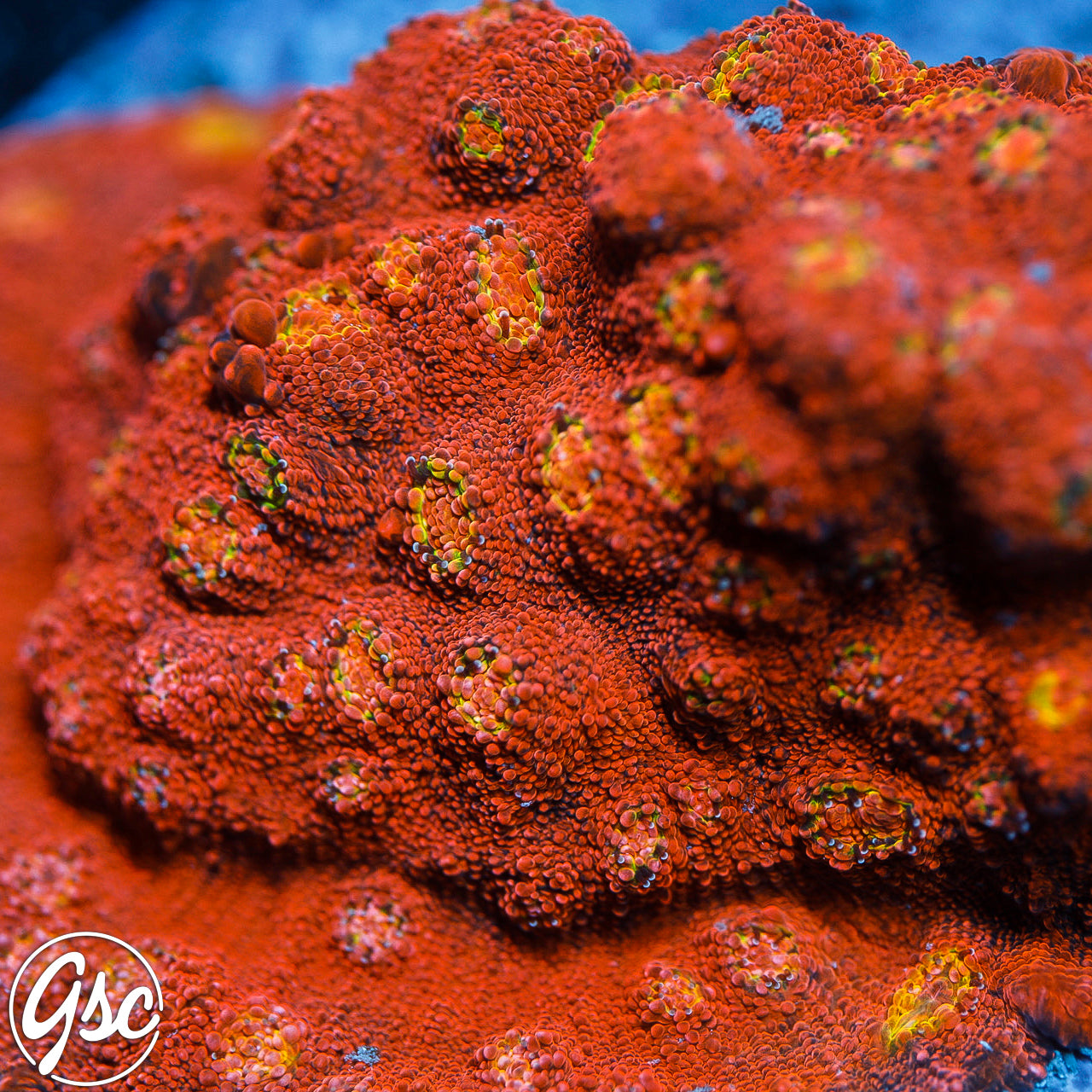GSC Pink Raptor Chalice – Golden State Corals