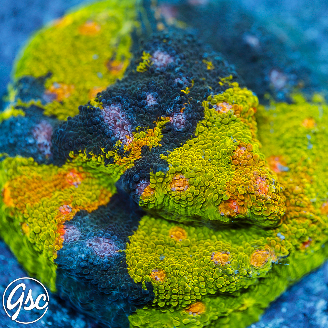 GSC Crayola Meltdown Chalice