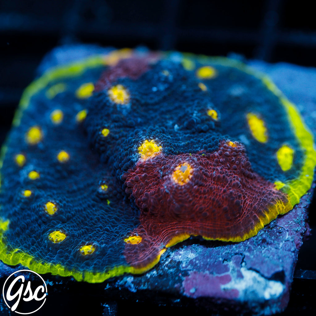 WWC Deja Blue Chalice