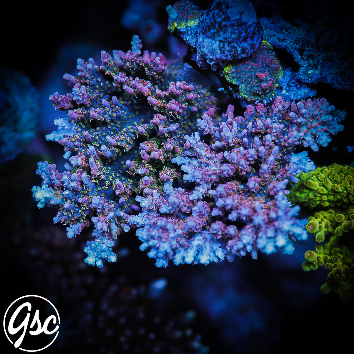 Vivids Confetti Acro