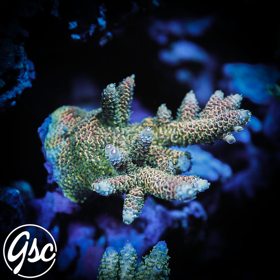 RR Event Horizon Millie